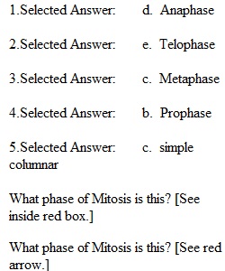 Lab Quiz 2